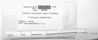 Amphilogia gyrosa image